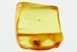 Detailed Fossil Marsh Beetle (Scirtidae) in Baltic Amber #335661-1